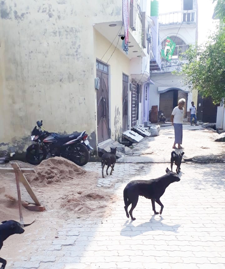 राजधानी लखनऊ में आवारा कुत्तों का आतंक, निगम की लापरवाही से हो सकते हैं कई लोग बड़े हादसे का शिकार | New India Times