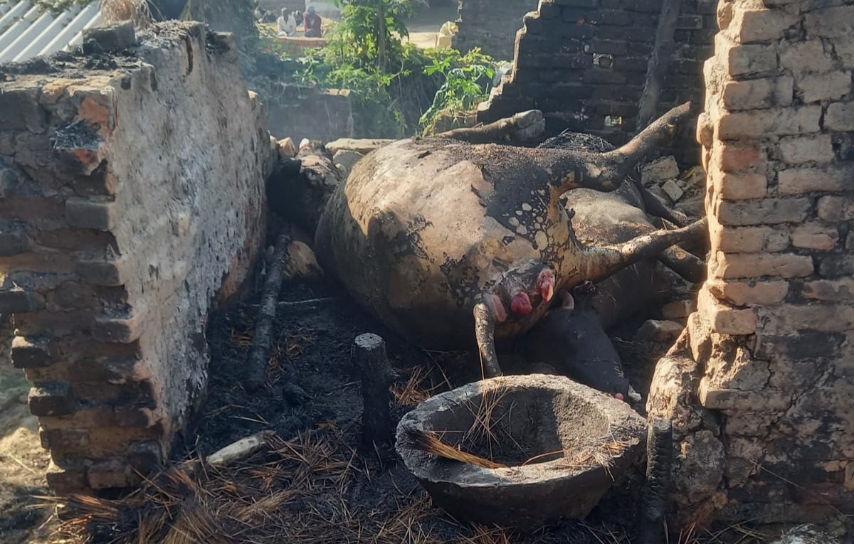 इटवा तहसील क्षेत्र में घारी में आग लग जाने से तीन भैंसों की जल कर मौत | New India Times