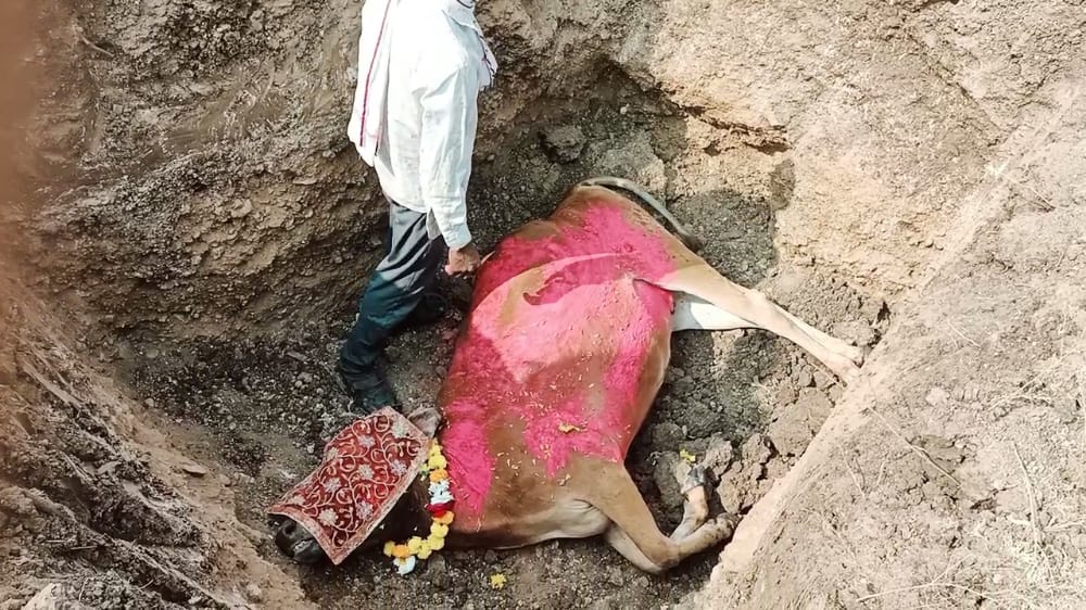 मुस्लिम परिवार ने पेश की इंसानियत की मिसाल, गाय की बीमारी से मृत्यु होने के बाद नूरा भाई ने हिंदू रीति-रिवाजों के अनुसार अंतिम संस्कार कर गाय को दफनाया | New India Times