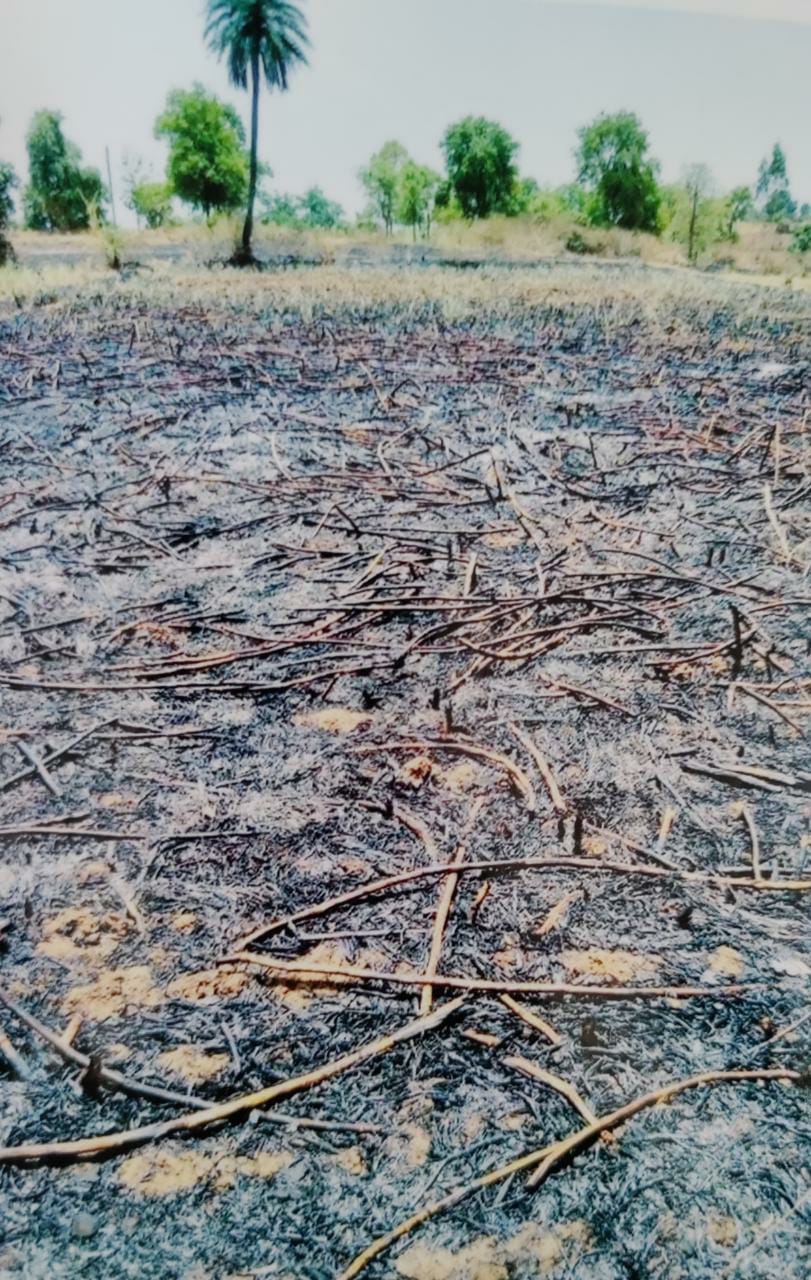 जमीन कब्जा नहीं कर पाया तो गन्ने के पौधे में रंजिश के चलते लगाई आग, पुलिस ने आरोपी पर किया मामला दर्ज | New India Times