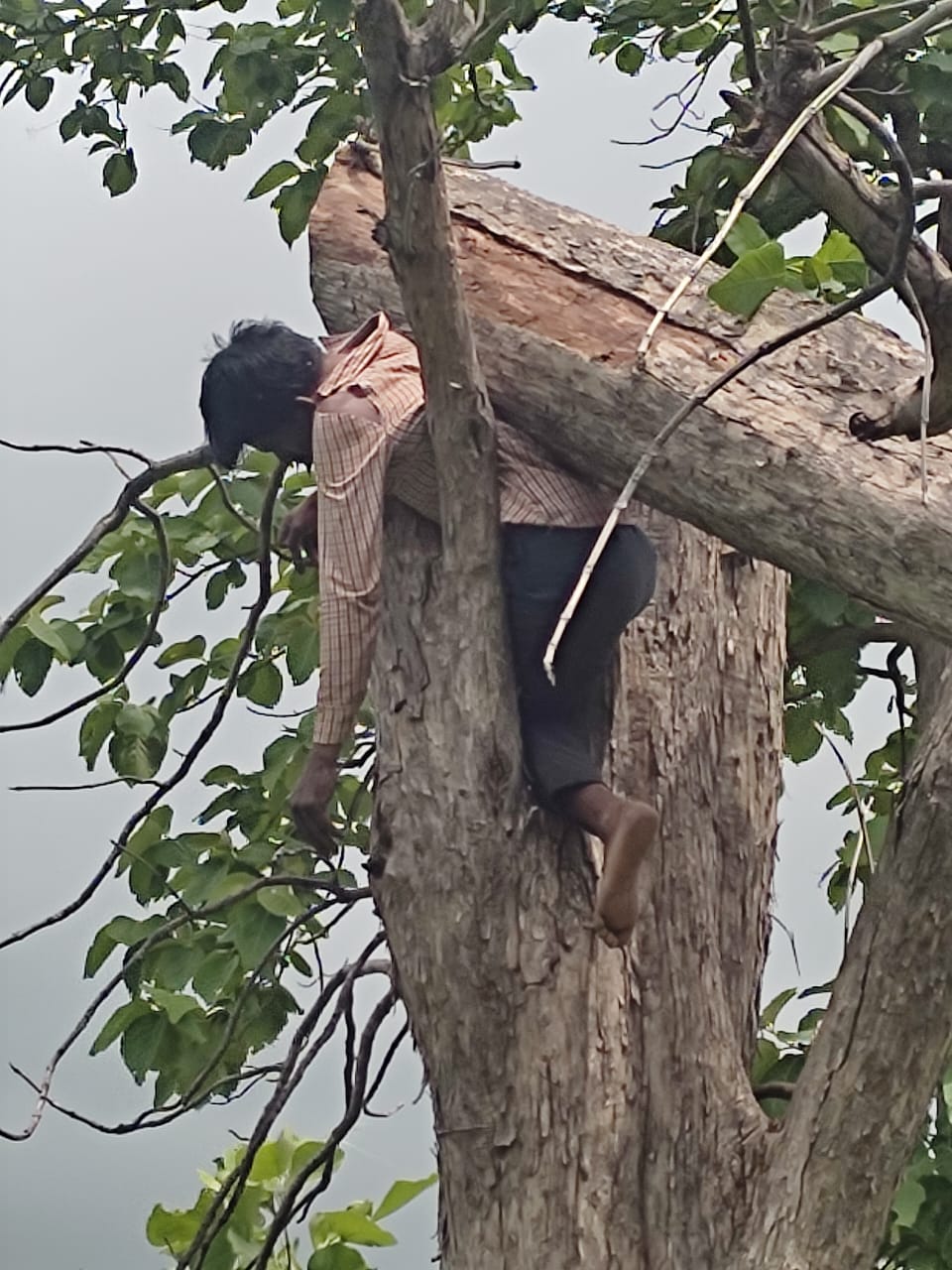 सागौन का पेड़ काट रहे व्यक्ति की उसी पेड़ में दबकर हुई मौत, गौरझामर रेंज के गोपालपुरा वीट का मामला | New India Times