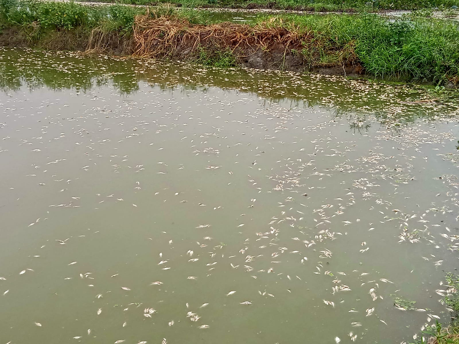 तालाब में जहरीली दवा डालने से काफी संख्या में हुई मछलियों की मौत | New India Times