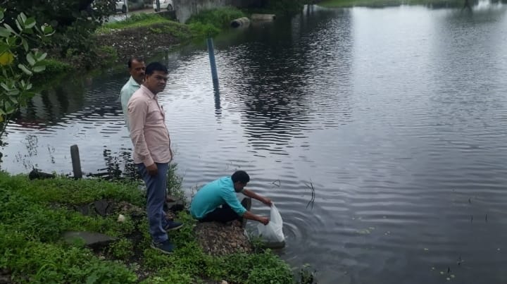 मत्स्य उत्पादन से स्वरोजगार की ओर बढ़ते कदम: जिला मलेरिया कार्यालय के द्वारा लार्वाभक्षी मछली गम्बूसिया का संचय, झाबुआ जिले में पूर्व से निर्मित तालाबो एवं अमृत सरोवर तालाबों में मत्स्य बीज डाले गए | New India Times