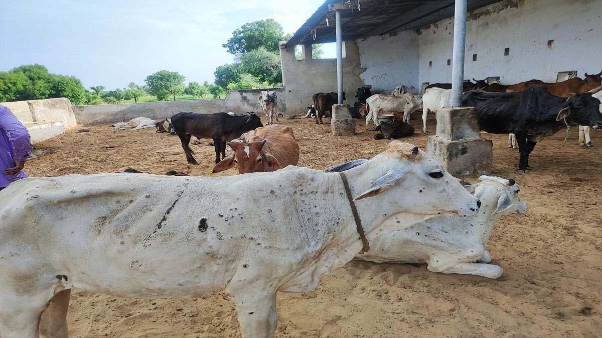 गौ वंश के ऊपर कहर बनकर टूट रही है लंपी वायरस बीमारी | New India Times