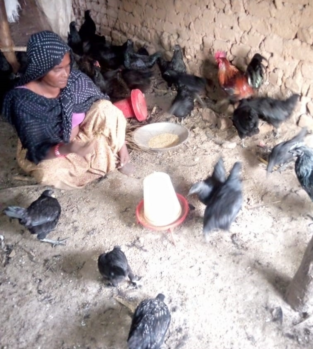 सफलता की कहानी श्रीमती गल्ली हेतिया मेडा की जुबानी: झाबुआ जिले के प्रसिद्ध कड़कनाथ मुर्गे- मुर्गियां का बिजनेस शुरू किया जिससे अच्छे से जीवन यापन हो रहा है... | New India Times