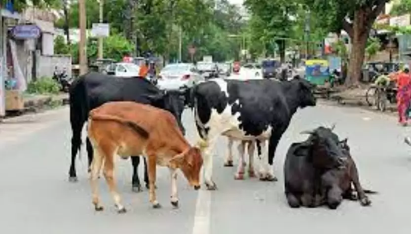 मुरैना जिले में पालतु पशुओं को खुले में छोड़ना एवं सड़कों पर बांधना पूर्णतः प्रतिबंधित, उल्लंघन करने वालों के खिलाफ 1973 के प्रावधानों के तहत होगी कार्यवाही | New India Times