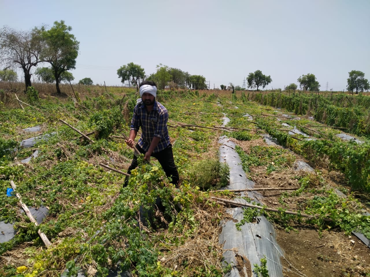 चक्रवाती तूफान से बागान बर्बाद, केले के 30 हजार से अधिक पेड़ धराशायी, कपास के बाद किसानों का सबसे बड़ा नुकसान | New India Times