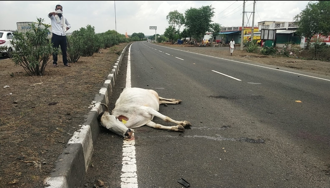 सड़क हादसे में रोजाना हो रही है गायों की मौत, जिम्मेदार कौन??? | New India Times