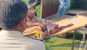 बलिदान पुरवा गांव में गन्ने के खेत से पकड़ा गया तेंदुआ, 10 घंटे चला रेस्क्यू, जाल लगाकर पकड़ा गया तेंदुआ | New India Times