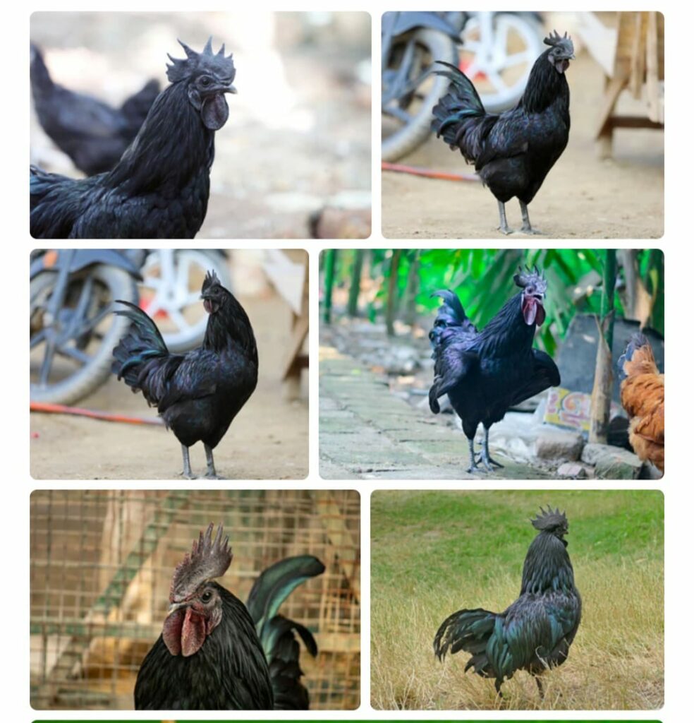झाबुआ जिले का देश विदेश में प्रसिद्ध है कड़कनाथ मुर्ग़ा | New India Times