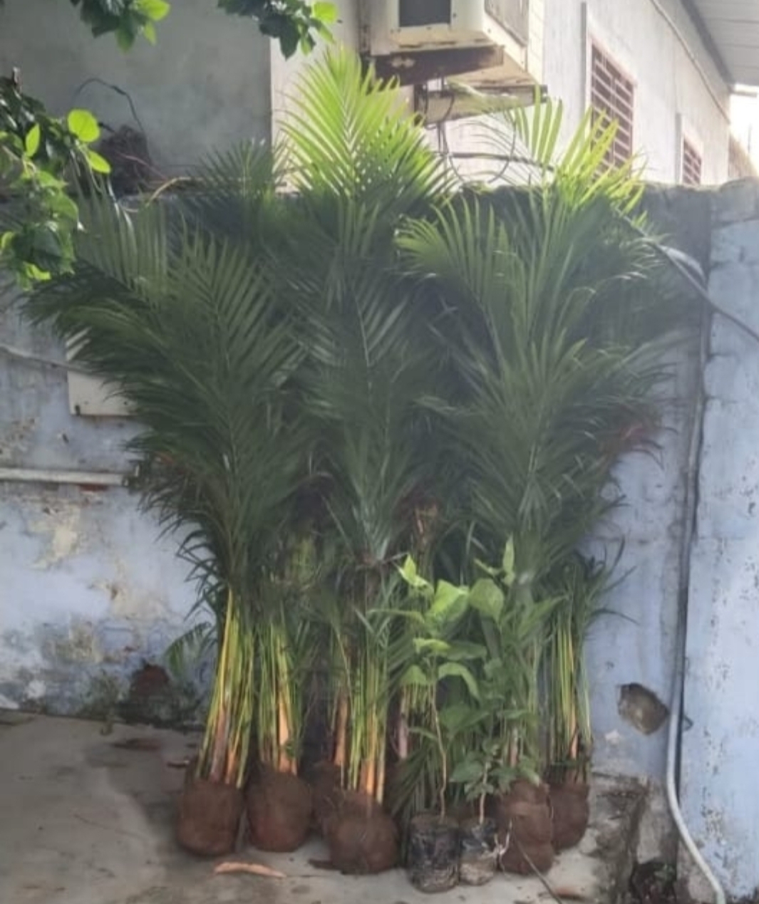 मेघनगर रोटरी कल्ब का पौधा रोपण कार्यक्रम आज | New India Times