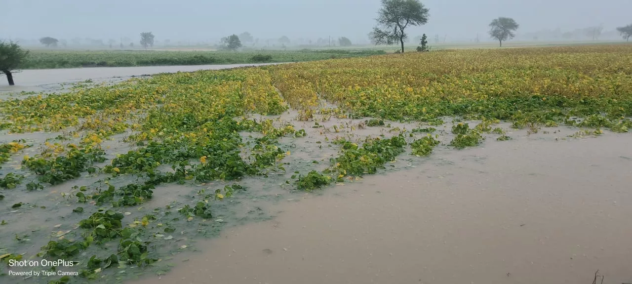 धार जिले में झमाझम बारिश का दौर जारी | New India Times