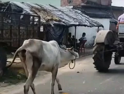 गौवंशीय पशु के साथ क्रूरता, ट्रैक्टर से गाय बांधकर खींचते हुए वीडियो हुआ वायरल | New India Times