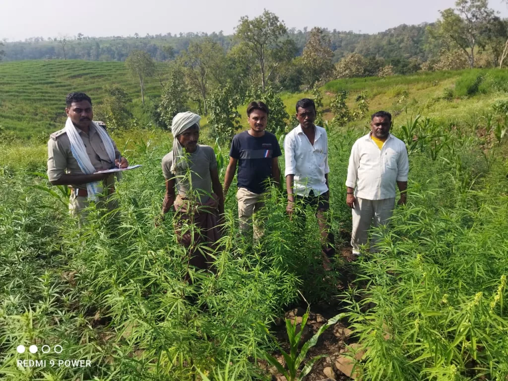 शाहपुर पुलिस ने 15 लाख रुपए कीमत के 1118 गांजे के पौधे (230 किलो) किए जप्त | New India Times