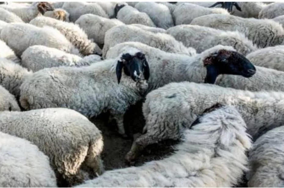 सीकर जिले में घटते जलस्तर से परेशान अब विकल्प के तौर पर भेड़-बकरी पालन करने लगे | New India Times