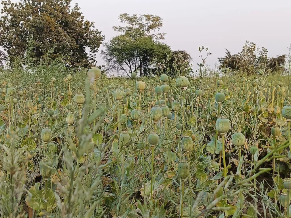 गेहूं की फसल के बीच लगा रखे थे अफीम के पौधे, पुलिस ने दबिश देकर 24 क्विंटल से अधिक जब्त किए अफीम के पौधे | New India Times