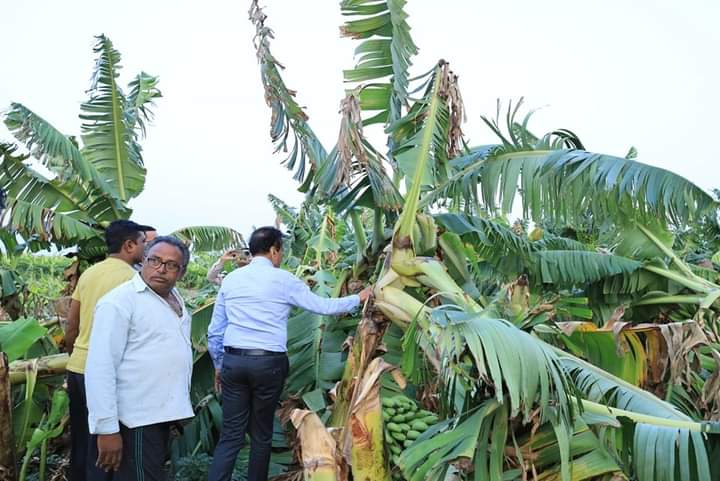 तूफ़ान से ज़मीन चूमते केला, बागान देखने गए गिरीश महाजन, शिवसेना ने दागे तीर कहा: किसानों को कब मिलेंगे फसल बीमा के पैसे | New India Times