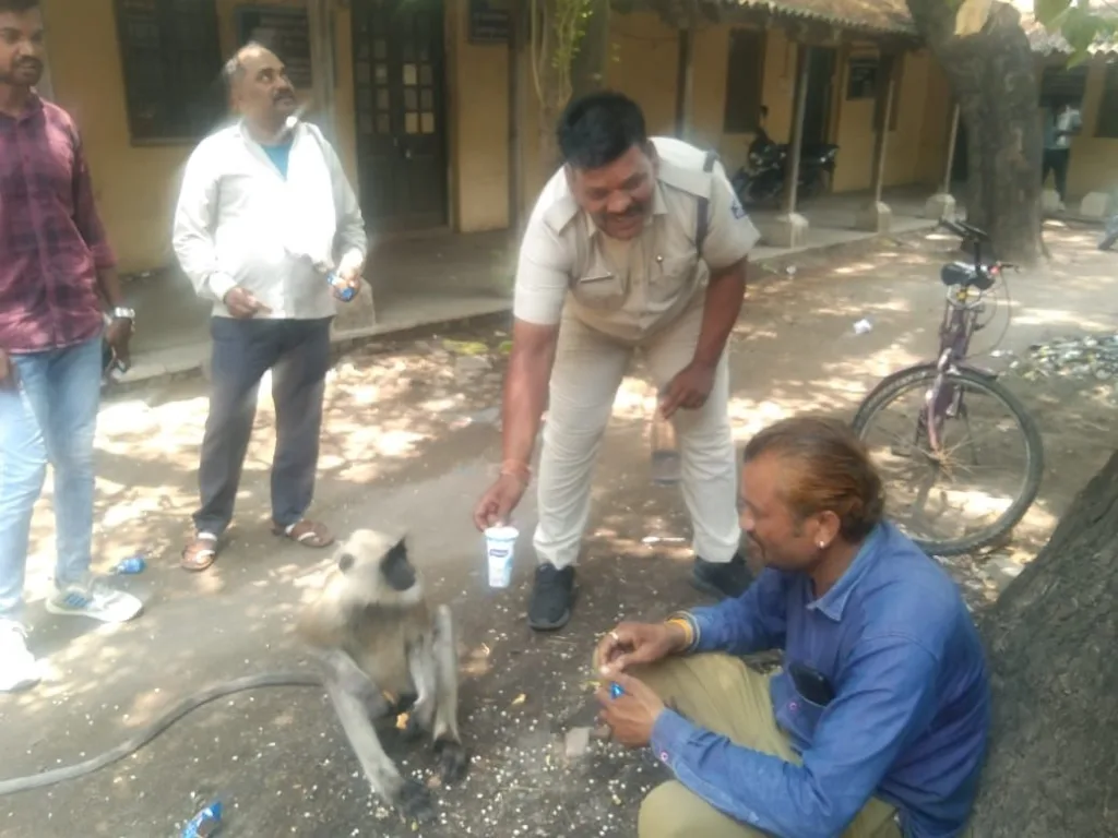 प्यासे बंदरों को पानी पिलाने पर तहसीलदार रामलाल पगारे ने अपने गार्ड की प्रशंसा करते हुए दी शाबाशी | New India Times