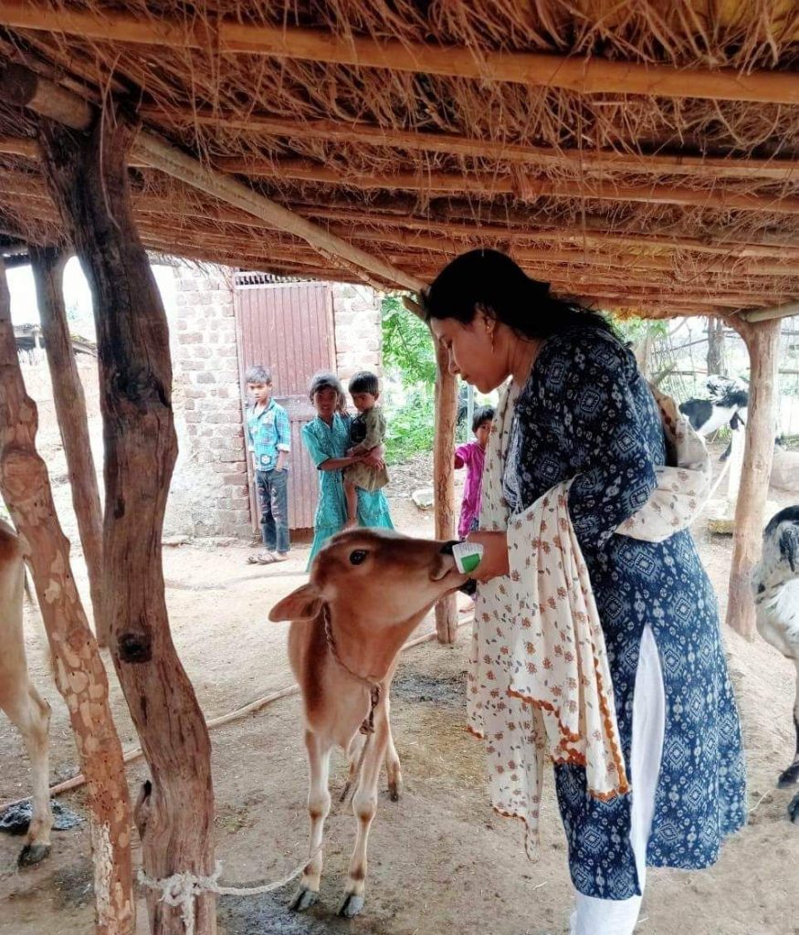 पशु चिकित्सा टीकाकरण के सत प्रतिशत लक्ष्य में बुरहानपुर बना मध्य प्रदेश का पहला ज़िला | New India Times