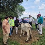 हाइवे अथॉरिटी द्वारा निराश्रित पशुओं को पहनाए गए रिफ्लेक्टिव बेल्ट