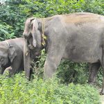 ट्रंकुलाइज टीम लेगी दुधवा नेशनल पार्क के हाथियों की मदद, कई आपरेशन में भाग ले चुकी हैं दोनों प्रशिक्षित हथिनी