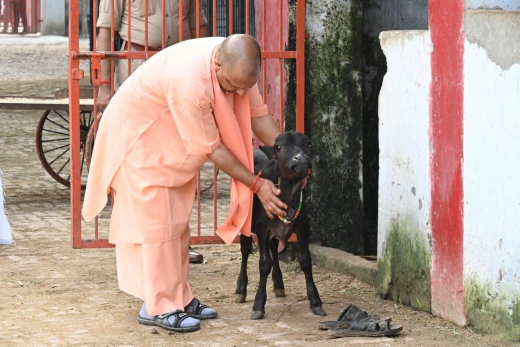 मंदिर की गोशाला में सीएम योगी ने की गोसेवा, बच्चों पर लुटाया प्यार | New India Times