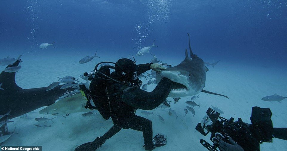 The San Diego based scientist has sustained thousands of shark bites with no significant injuries to himself, divers in his care, or the sharks with which he works. Pictured: The Tiger shark takes a bite