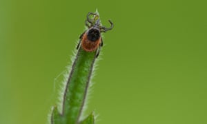 adult ixodes ricinus tick on a leaf