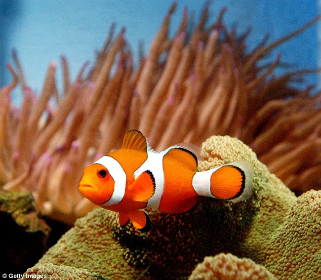 The outcry even led to an appeal from one of the film's characters Little Dory - voiced by Ellen DeGeneres - asking viewers to stop buying clownfish (pictured)
