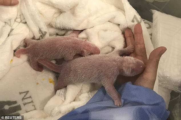 The panda delivered its first cub on Saturday evening. About an hour later, a second baby was born (both pictured)