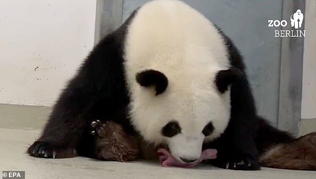 Famed for its 'panda diplomacy', China has dispatched its national treasure to only about a dozen countries as a symbol of close relations. Pictured: Meng Meng with her new cub