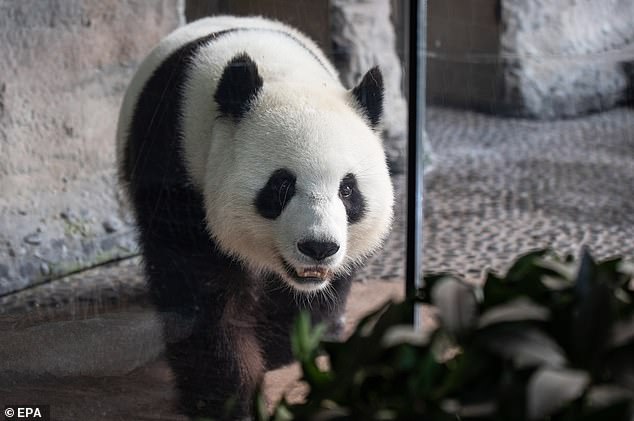 On loan from China, Meng Meng (pictured on August 14) and male panda Jiao Qing arrived in Berlin in June 2017 to great fanfare