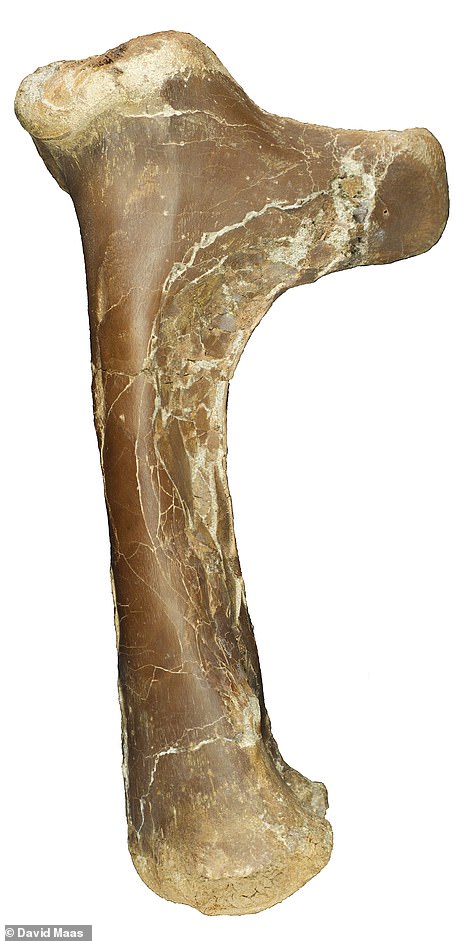 Scientists believe that because of its muscular shape it was a ground hunter who used flight to burst away from danger or to seize its prey. Above: A fossilised leg bone of the Cryodrakon boreas