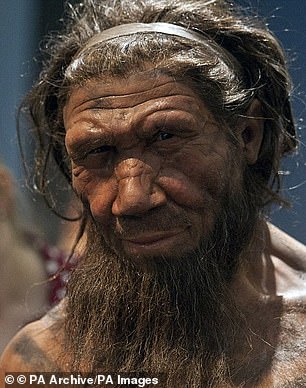 Neanderthals (pictured) were closely related to Denisovans, both of them are now extinct