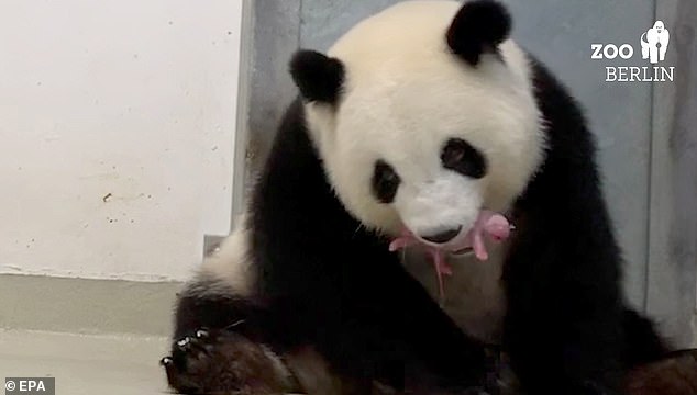 'Meng Meng became a mom - twice! We are so happy, we are speechless,' the zoo said on Twitter, also posting a video (pictured) of the new mother guiding one of her pink babies to feed