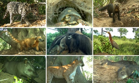 Also spotted using the burrow since 2015, clockwise from top left: ocelot; tortoise; tayra; tiger heron; white-lipped peccary, puma, tapir, South American coati, and giant anteater