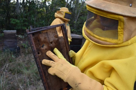 Armadillo damage to beehives
