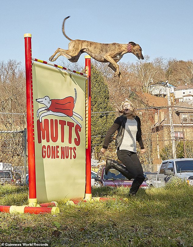 Feather, a rescue greyhound from Maryland, USA, scooped up the Guinness World Record for 'highest jump by a dog' in 2018