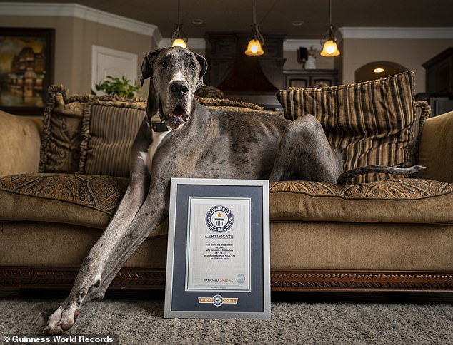 Last year, Great Dane Zeus (pictured), who lives in Bedford, Texas, USA with his owner Brittany Davis. was crowned the world's tallest living male dog by Guinness World Records