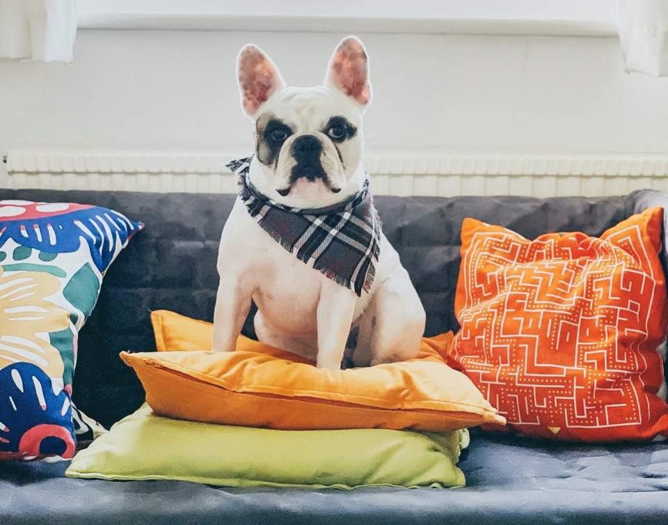 French bulldogs are great 'low-maintenance' pets as they like to lounge