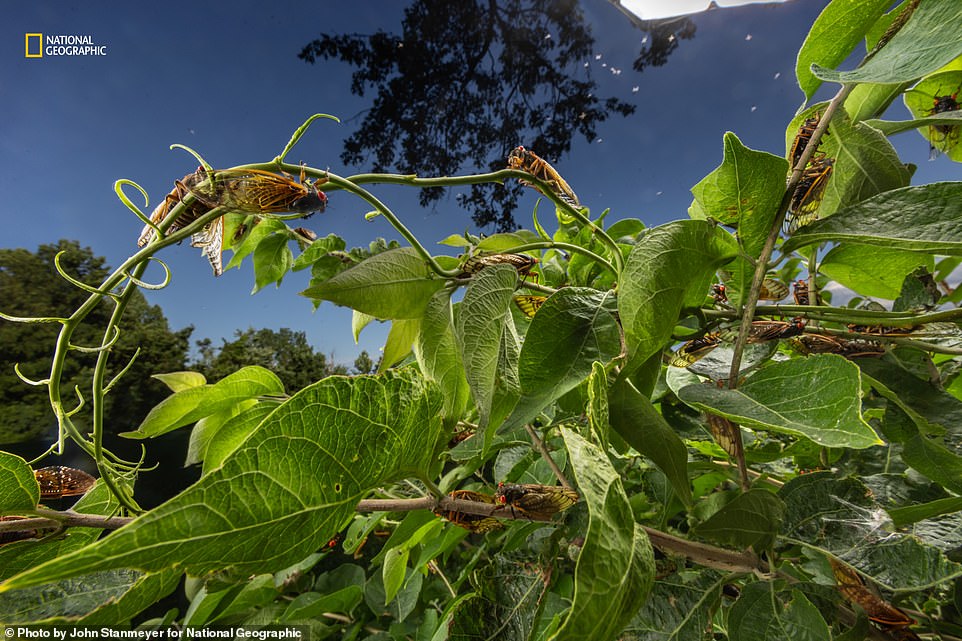 This image captured a rare moment in the world of cicadas. Nat Geo explains: 'Periodical cicadas spend 13 or 17 years in the ground, emerging only to reproduce. Last May and June, for the first time in 221 years, brood XIII, with a 17-year cycle, and brood XIX, with a 13-year cycle, emerged simultaneously in the Midwest and southeastern United States, respectively, filling the air with vibrations as they called out to mate'