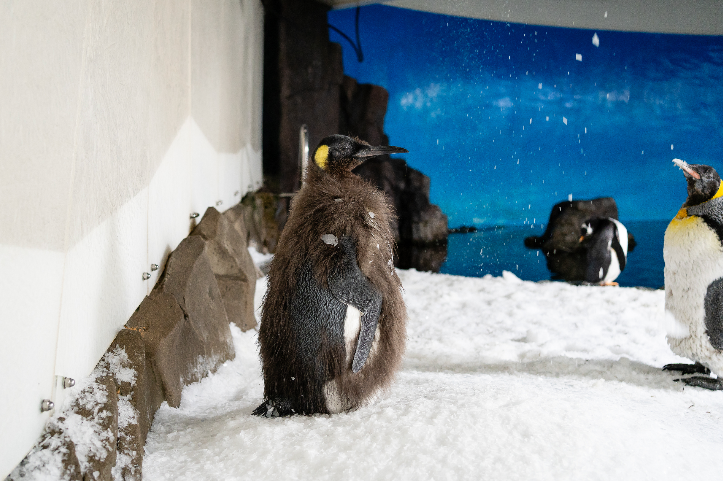 Pesto the king penguin stands among others at the SEA LIFE Melbourne Aquarium. The chick was born at the Australian aquarium earlier in the year