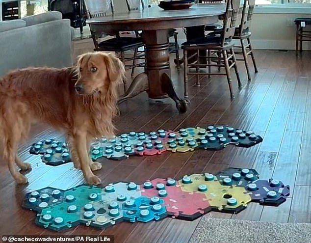 Cache, a golden retriever from San Francisco, can press the buttons on the mat to request cuddles, see specific people or simply ask for attention