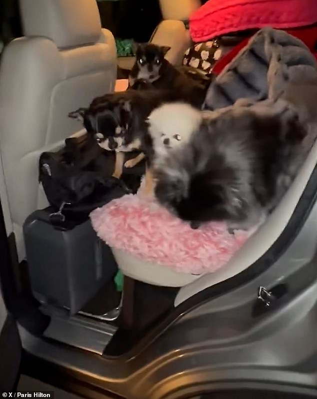 She shared a video on X of her dogs in the back of her car as she packed up to evacuate the dangerous situation and head to a hotel