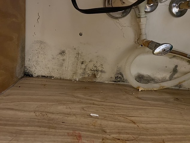 Military wives shared photos from inside their homes, showing mold growing in nearly every room