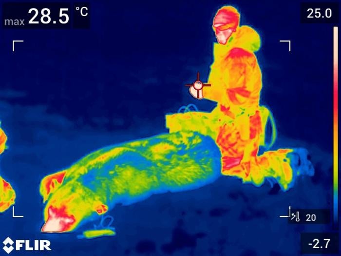 A polar bear's insulating fur is shown under infrared heat imaging in Svalbard Archipelago, Norway. New research on the species’ fur sheds light on our understanding of the species’ survival in harsh climates