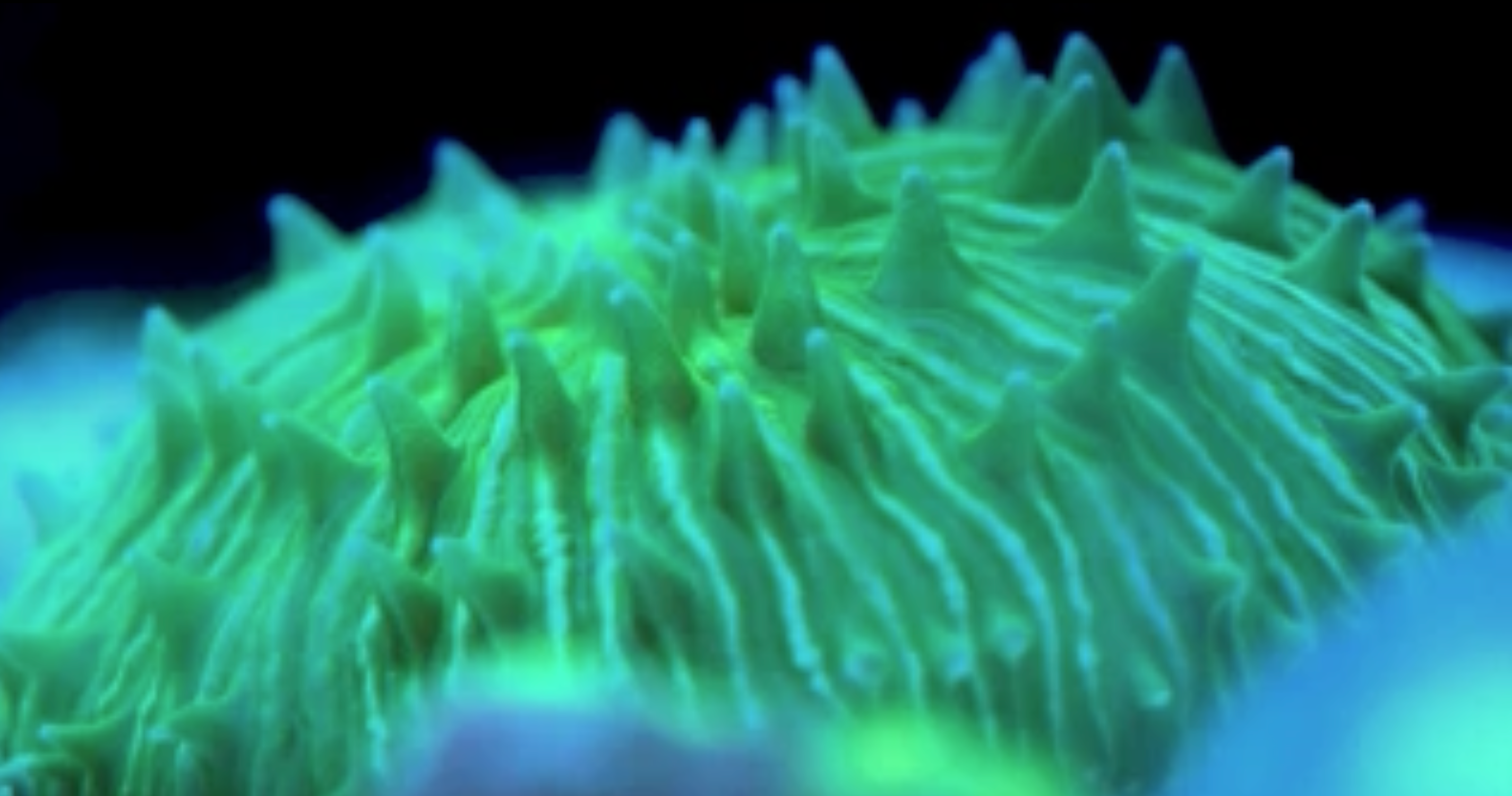 Scientists find evidence of mobility in mushroom coral C cyclolites