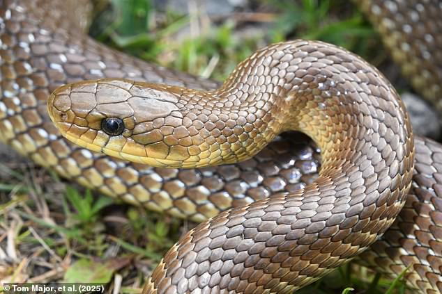 Luckily, the researchers say that the Aesculapian snake is completely harmless and is more likely to be killed by your pets than harm them