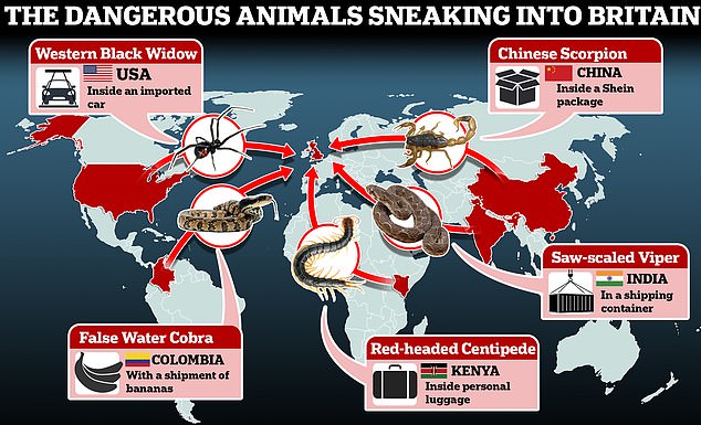 Unlike other dangerous invasive animals arriving in the UK (illustrated), the researchers argue that the Aesculapian snake should be protected since it is harmless and is suffering population decline elsewhere in Europe