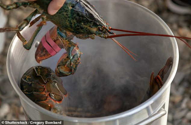 A group of scientists, lawyers, and charities is calling on the Government to urgently ban boiling lobsters and crabs alive amid clear evidence that they can feel pain (file photo)